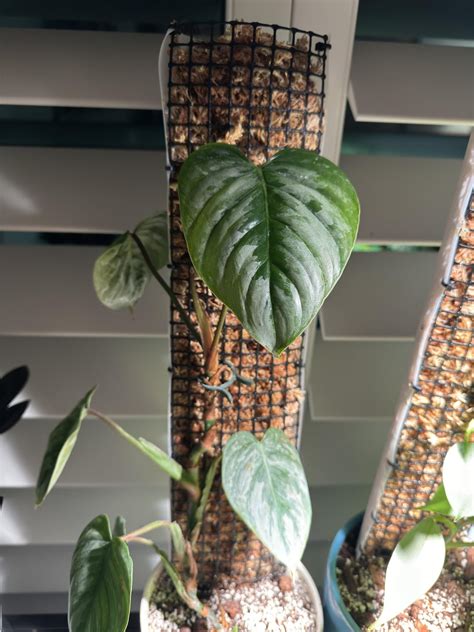 philodendron selloum moss pole|Best Moss Pole for Philodendron: Top Picks 2023.